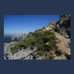 2010-07-09_12-18_Karwendel-HW_Berg-Blumen (1).JPG